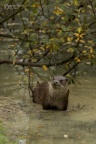 Otter (Lutra lutra) Garry Smith.